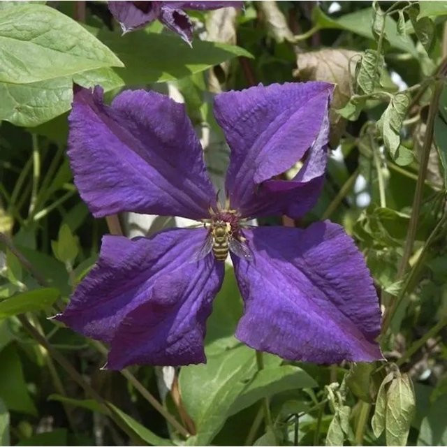 Clematis Polish Spirit Waldrebe lila Kletterpflanze für den Garten - Bild 1