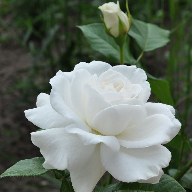 Parfum de Nature® Edelrose Annapurna® in Rosa als Zierstrauch für deinen Garten oder Balkon - Bild 1