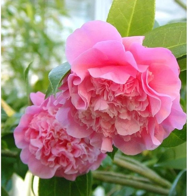 Rosa Kamelie Debbie Camelia williamsii in Topf, Höhe: 60-80 cm - Bild 1