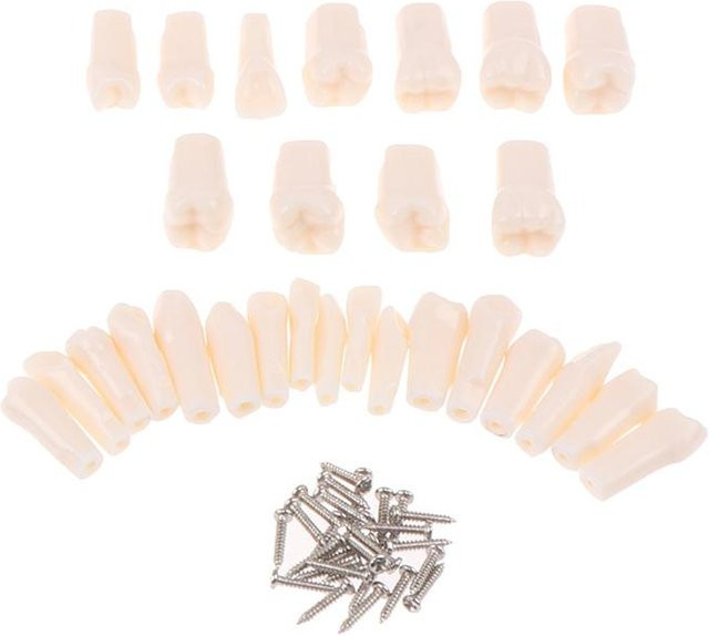 WarmHome Dental Typodont Harz Simulation Zahn Modell, 28-teiliges Set, beige - Bild 1