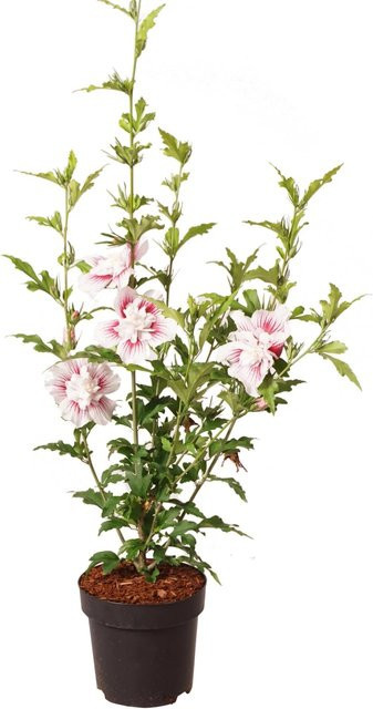 GROW by OBI Garten-Eibisch Starburst Chiffon Hibiscus syriacus im 2,8l Topf, Höhe: 40 cm - Bild 1