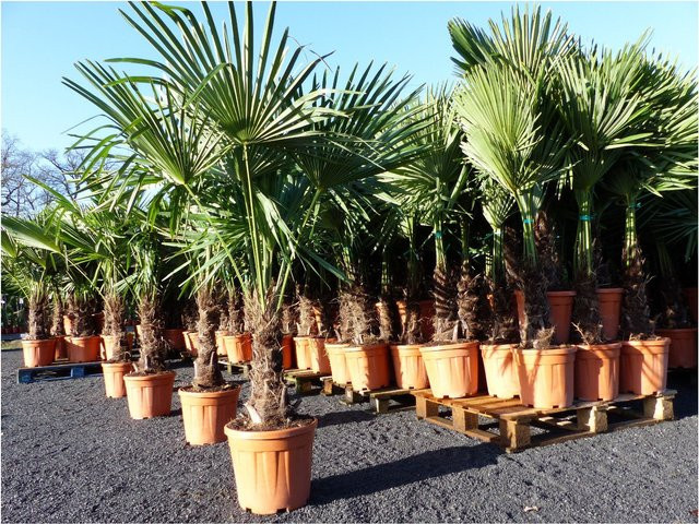 Winterharte Hanfpalme Trachycarpus fortunei von Grünwaren, Höhe: 180 cm - Bild 1