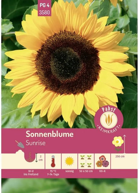 Pabst Keimkraft Sonnenblume Sunrise Saatgut - Bild 1