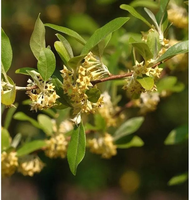 Silverölweide Elaeagnus commutata Heckenpflanze in Silber und Grün, Höhe: 60-80 cm - Bild 1