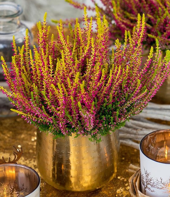 Calluna Knospenheide Golden Angie im 13 cm Topf - Bild 1