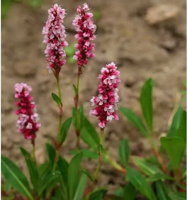 Schneckenknöterich Superba Persicaria affinis Bodendecker in Weiß, Rosa, Rot und Pink von Nr-01.de - Bild 1
