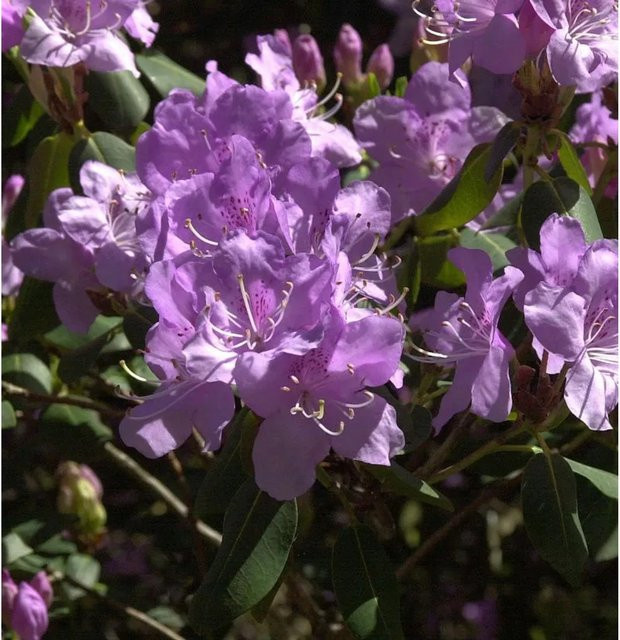 Rhododendron oreotrephes Wildart Oreonastes lila Zierstrauch von Nr-01.de - Bild 1