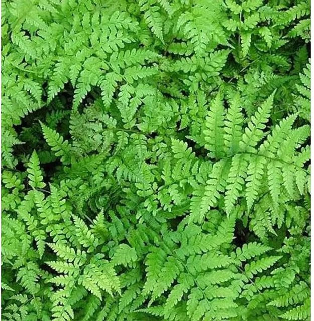 Athyrium vidalii Vidals Frauenfarn grüne Gartenstaude im Topf - Bild 1