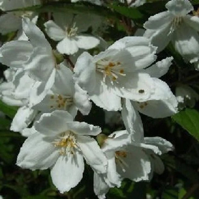 Arborix Sternstrauch Campanulata Deutzia rosea mit rosa Blüten im Container - Bild 1