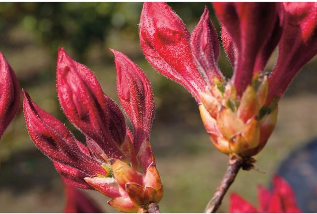 GROW by OBI Azalee Royal Command Orangerot, Höhe: 20-30 cm - Bild 1
