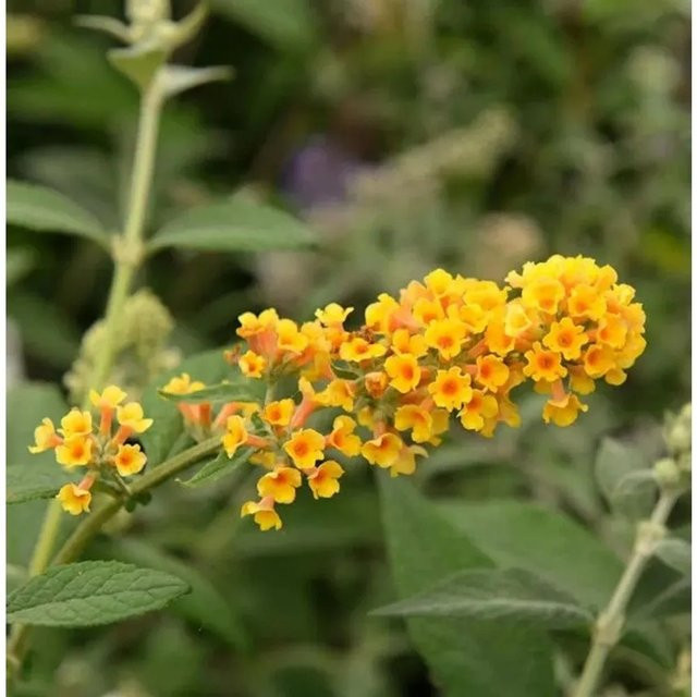 Buddleja weyeriana Sommerflieder Sungold in Goldgelb, Höhe: 40-60 cm - Bild 1
