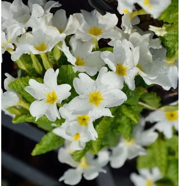 Teppich Primel Schneewittchen Primula pruhoniciana weiße Bodendecker-Pflanze für den Garten - Bild 1
