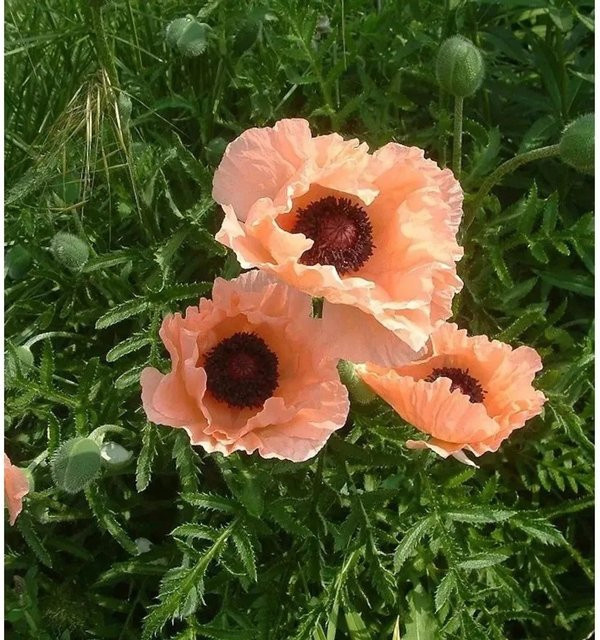 Catharina Türkischer Mohn Papaver orientale, orange, mehrjährige Pflanze für Garten und Beet - Bild 1