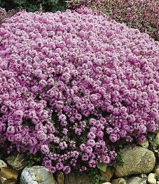 Langhaariger Gebirgs-Thymian - Bild 1