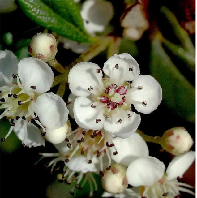 Hochstamm Kriechmispel Cotoneaster salicifolius Parkteppich mit weißen und roten Blüten, Höhe: 80-100 cm - Bild 1