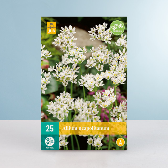 Allium Neapolitanum Zwiebeln von BLUME2000 für dein Beet, 25 Stück - Bild 1
