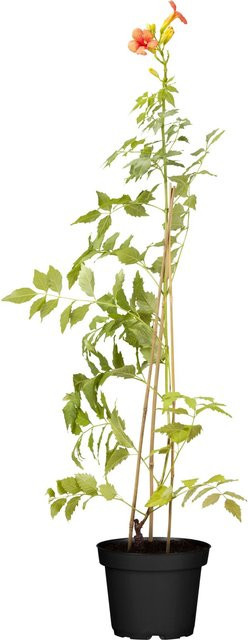 Klettertrompete MmE Galen Rot, Höhe: 40 - 60 cm, Topf-Durchmesser: 17 cm - Bild 1