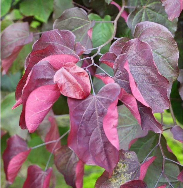 Roter Judasbaum Forest Pansy Cercis canadensis in Rot und Purpur, Höhe: 80-100 cm - Bild 1