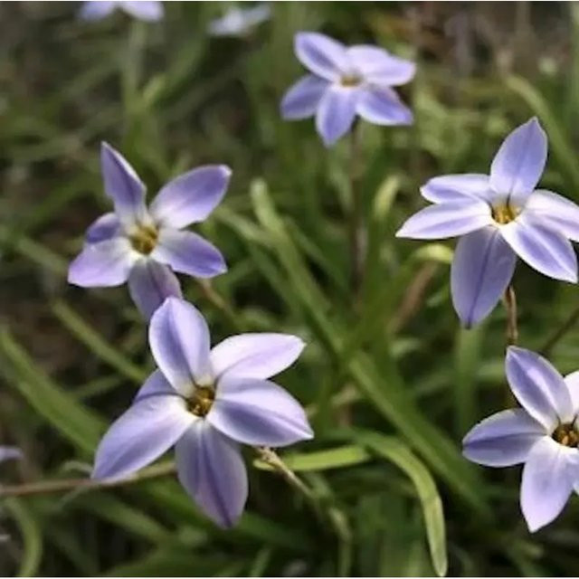 Sternblume Jessie Ipheion uniflorum für Garten und Steingarten - Bild 1