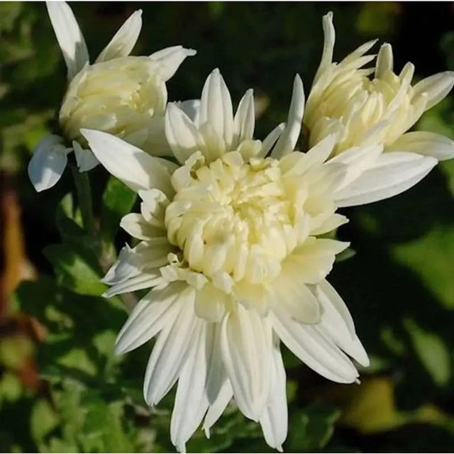 Winteraster Larry Chrysanthemum hortorum als mehrjährige Pflanze für den Garten von Nr-01.de - Bild 1
