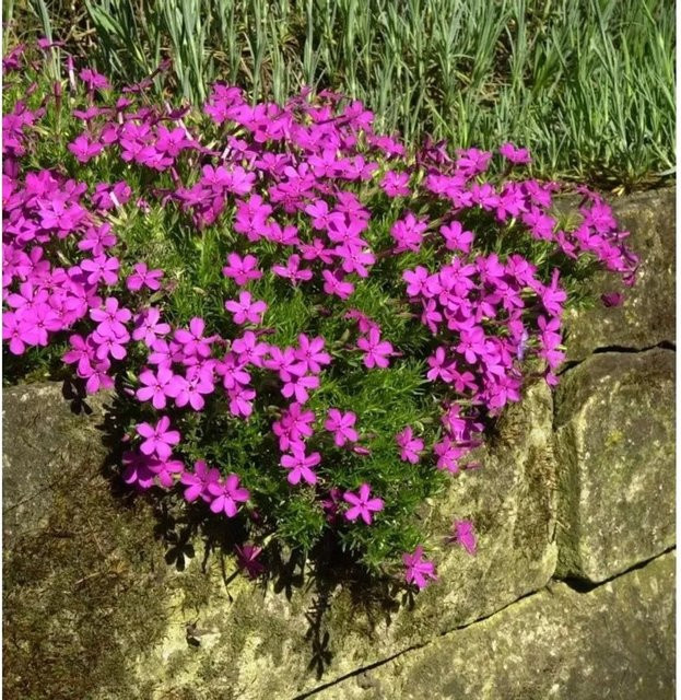 Phlox Douglasii Crackerjack Teppichflamme als pinkfarbener Bodendecker für Steingärten und Beeteinfassungen - Bild 1