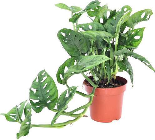 GROW by OBI Monstera Adansonii Zimmerpflanze im Topf Durchmesser: 12 cm
