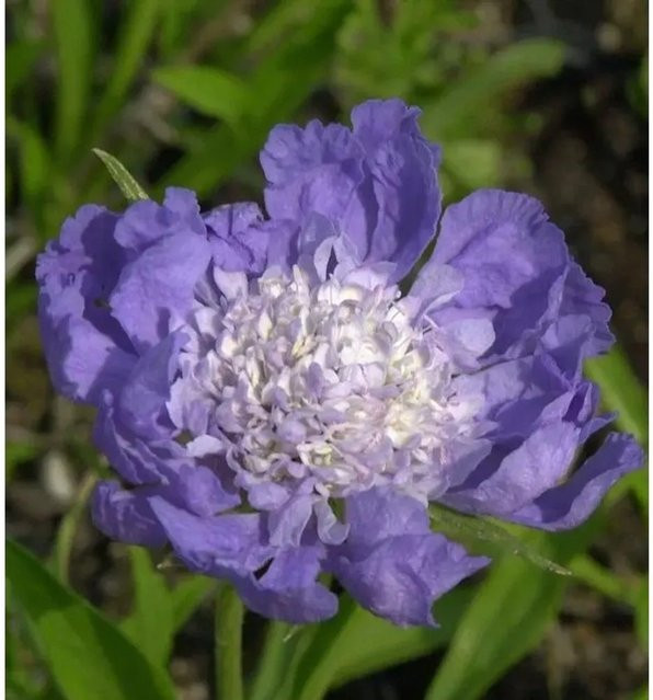 Scabiosa caucasica Kaukasus Skabiose Clive Greaves lila mehrjährige Beet- und Schnittblumenpflanze - Bild 1