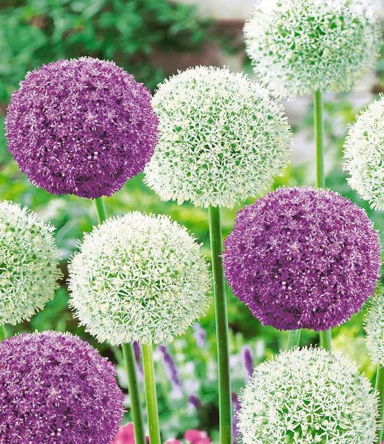 Riesen-Allium-DUO Ambassador & Mount Everest Zwiebelpflanzen - Bild 1