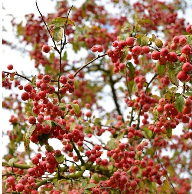 Zierapfel Red Jewel Malus Hybride rot von Nr-01.de - Bild 1