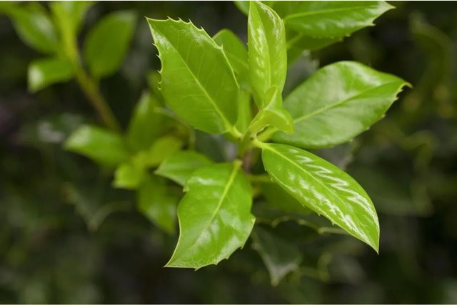 Ilex aquifolium J.C.van Tol Stechpalme als Heckenpflanze, Höhe: 40-60 cm - Bild 1