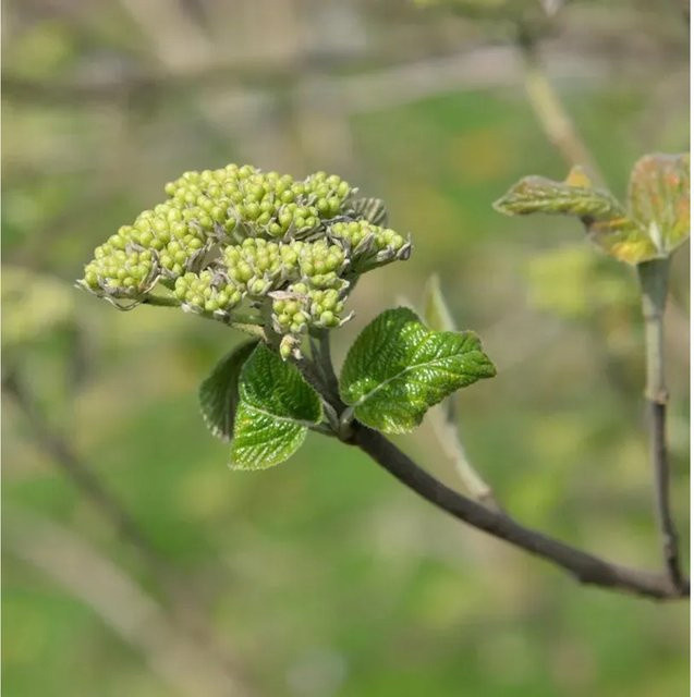 Japanischer Blumen-Hartriegel Viburnum japonicum als Zierstrauch in Weiß, Rosa und Grün, Höhe: 40-60 cm - Bild 1