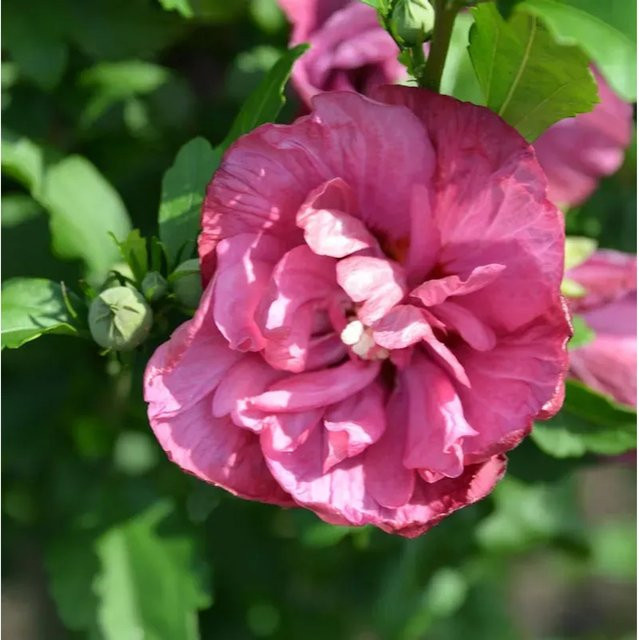 Hibiscus syriacus Garteneibisch Flower Tower Ruby in Pink von Nr-01.de - Bild 1