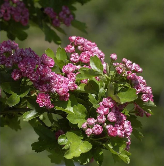 Hochstamm Echter Rotdorn Paul Scarlet Crataegus laevigata mit roten und pinken Blüten, Höhe: 100-125 cm - Bild 1