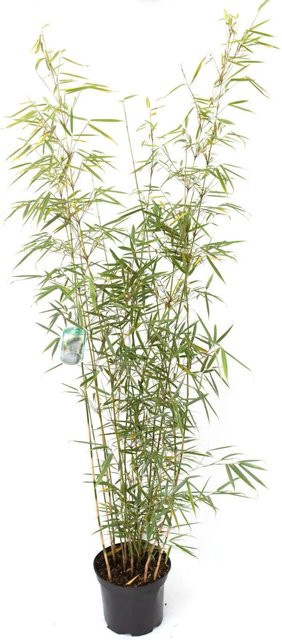Bambusbörse Fargesia Robusta Campbell Bambus Hecke in Grün, 7,5 Liter, Höhe: 100 - 125 cm - Bild 1