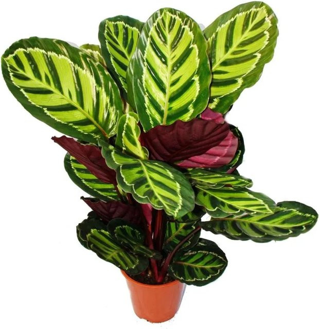 Exotenherz Calathea Roseapicta Schattenpflanze mit ausgefallenem Blattmuster, Höhe: 60-80 cm, Topf-Durchmesser: 19 cm - Bild 1