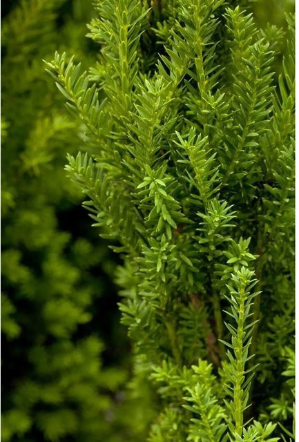 Taxus media Hillii Eiben-Heckenpflanze Grün, Höhe: 100-125 cm - Bild 1