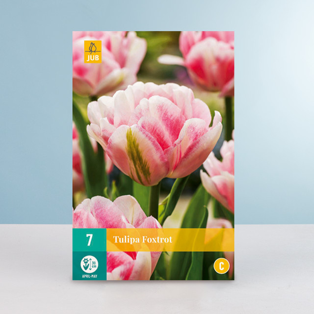 Gefüllte Frühe Tulpe Foxtrot von BLUME2000 mit 7 Zwiebeln - Bild 1