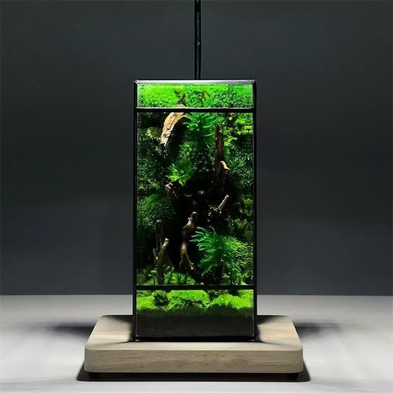 BenRussell Geometrisches Glas-Terrarium in Quadratisch, Grünes Mini Regenwald-Farn-Moos Tisch-Gewächshaus, B/T/H: 21,5 x 21,5 x 11,0 cm - Bild 3