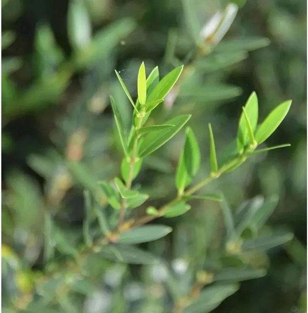 Immergrüne Schmalblättrige Steinlinde Phillyrea angustifolia, Grün, Höhe: 100-125 cm - Bild 1