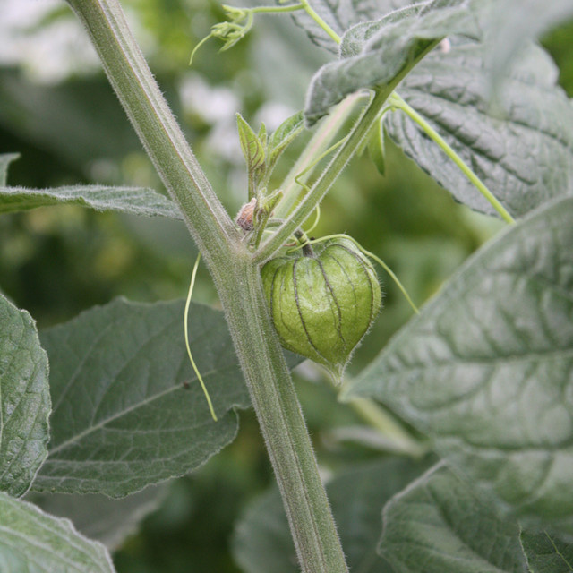 Bio Physalis peruviana Andenbeere Blu im Topf Ø ca. 12 cm - Bild 2