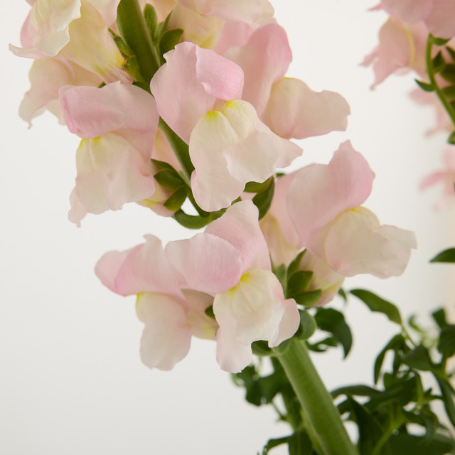 Blume2000 Löwenmaul Pink Single Stem - Bild 1