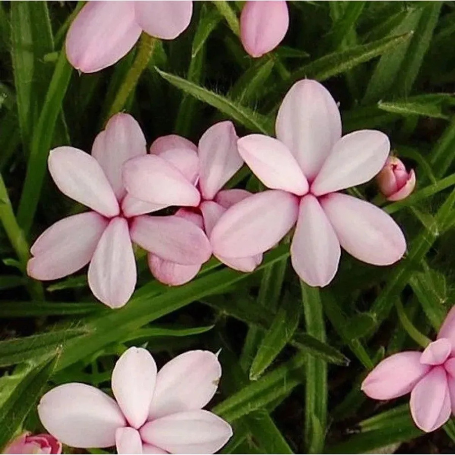 Etagenprimel Primula japonica Appleblossum in Pink - Bild 1