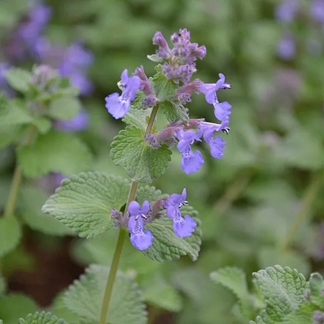 6er Set Arborix Katzenminze Nepeta faassenii als mehrjährige Schmetterlingspflanze in blau-violett, Topfgröße 9 cm - Bild 1