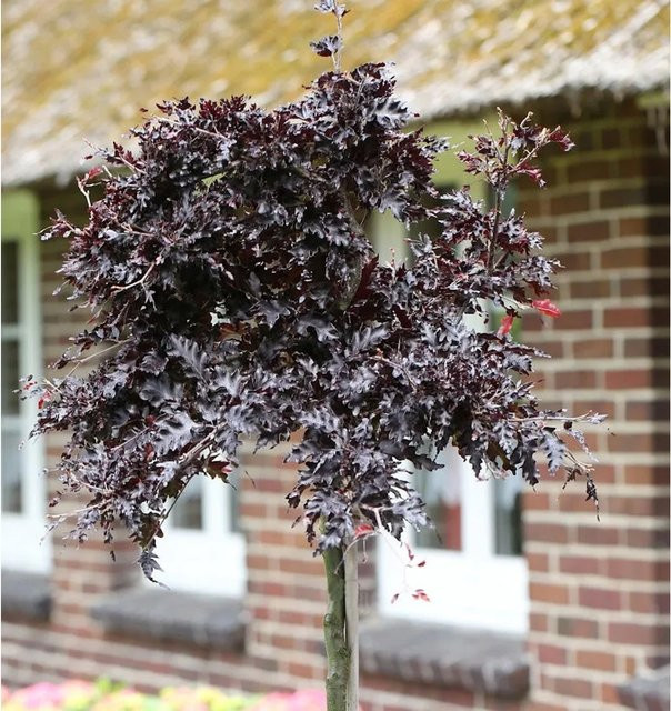Hochstamm Blutbuche Rohan Weeping Fagus sylvatica in Rot, Höhe: 100-125 cm - Bild 1