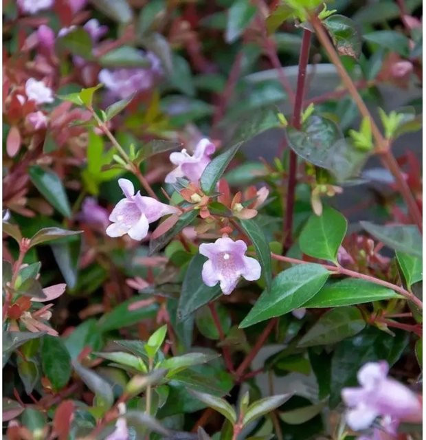 Abelia grandiflora Edward Goucher Kleinstrauch mit rosa und weißen Blüten von Die Nr-01.de - Bild 1