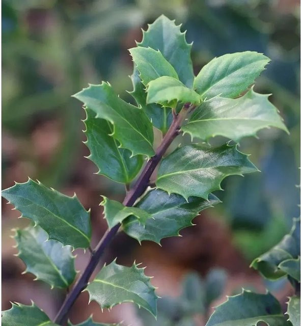 Stechpalme Ilex meserveae Blue Prince männlich, Farbe: Blau/Grün, Höhe: 30-40 cm - Bild 1