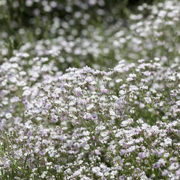 Weißes Teppich-Schleierkraut als dekorative Blume - Bild 1