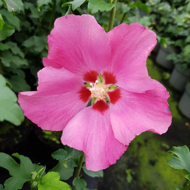Rosa Gartenhibiskus als Zierstrauch von Mein schöner Garten Shop - Bild 1