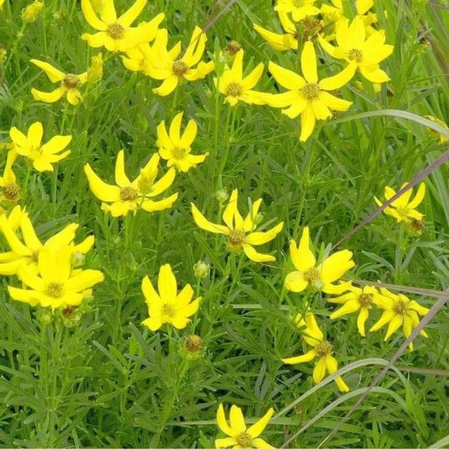 Coreopsis palmata Palmlaub Mädchenauge gelbe Staude für den Freilandbereich - Bild 1