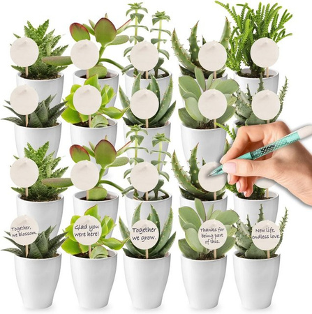 Vdvelde Mini Sukkulenten im Set mit 20 Stück in Keramiktöpfen, Farben Weiß und Grün, ideales Geschenk für Hochzeiten und Events